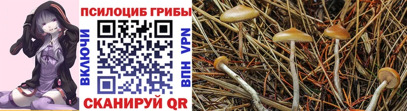 МЕГА маркетплейс  Бор  Галлюциногенные грибы GOLDEN TEACHER 